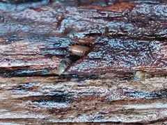 Trichoniscus pusillus