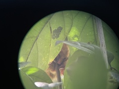 Cyclopes dorsalis