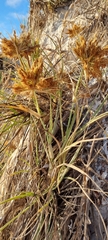 Spinifex hirsutus