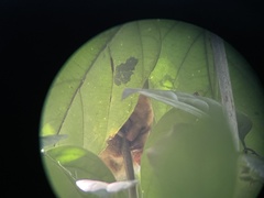 Cyclopes dorsalis