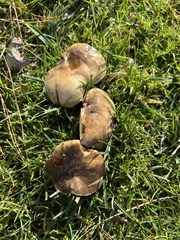 Suillus pungens