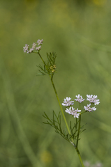Bifora radians