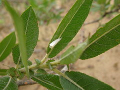 Salix cordata
