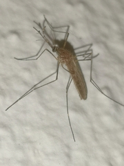 Culiseta longiareolata