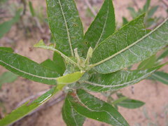 Salix cordata