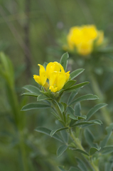 Chamaecytisus austriacus