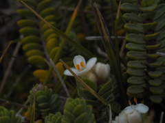 Pimelea carnosa