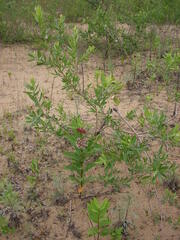 Salix cordata