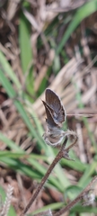 Echinargus isola