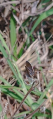 Echinargus isola