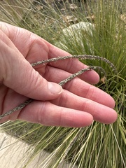 Muhlenbergia rigens