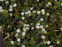 Pimelea carnosa