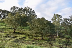 Quercus × avellaniformis