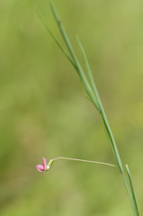 Lathyrus nissolia