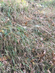 Brachypodium sylvaticum