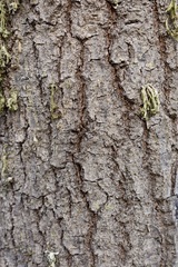 Quercus × avellaniformis
