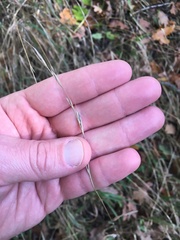 Brachypodium sylvaticum