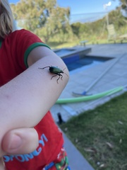 Calosoma schayeri
