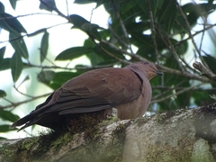 Patagioenas