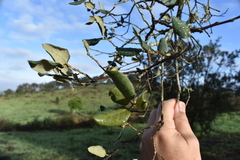 Quercus × avellaniformis