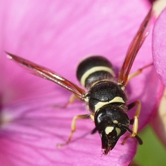 Ancistrocerus waldenii