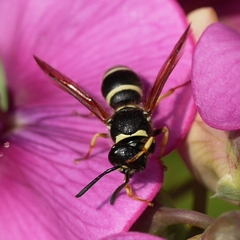 Ancistrocerus waldenii
