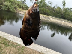 Astronotus ocellatus