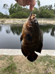 Astronotus ocellatus