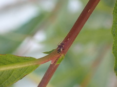 Ausejanus albisignatus