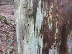 Chaenotheca xyloxena