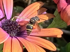 Ancistrocerus bustamente