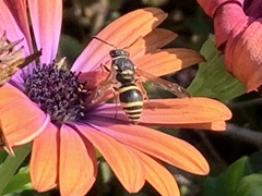 Ancistrocerus bustamente