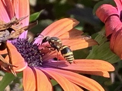 Ancistrocerus bustamente