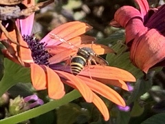 Ancistrocerus bustamente