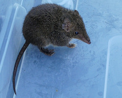 Antechinus mimetes