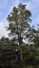Quercus × avellaniformis
