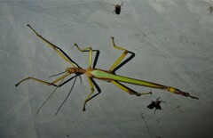 Podacanthus viridiroseus