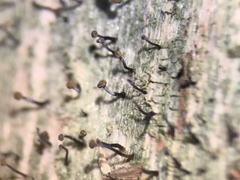 Chaenotheca xyloxena