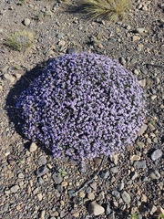 Junellia seriphioides