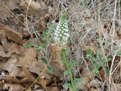 Reseda alba