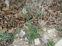 Reseda alba