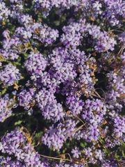 Junellia seriphioides