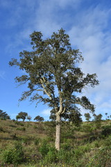 Quercus × avellaniformis