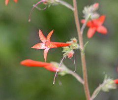 Ipomopsis aggregata aggregata