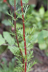 Ipomopsis aggregata aggregata