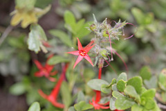 Ipomopsis aggregata aggregata