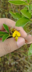 Crotalaria pumila