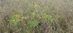 Crotalaria pumila