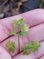 Plasmopara chaerophylli