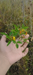 Crotalaria pumila
